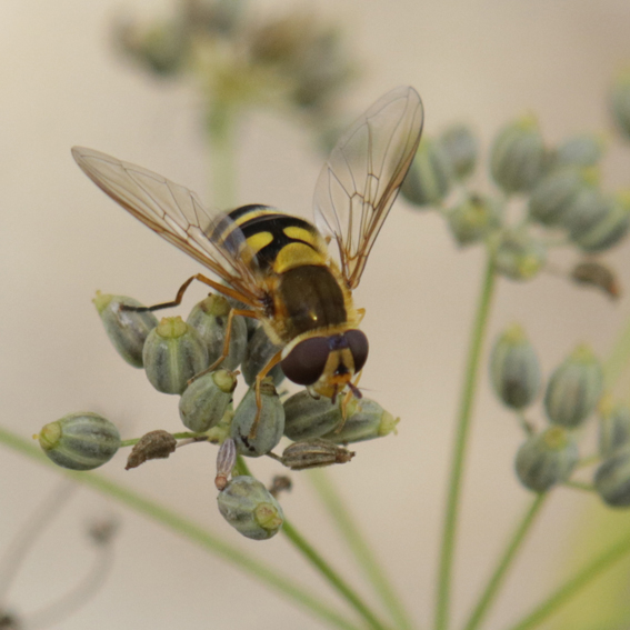 Syrphus o Epistrophe?   Syrphus vitripennis, femmina